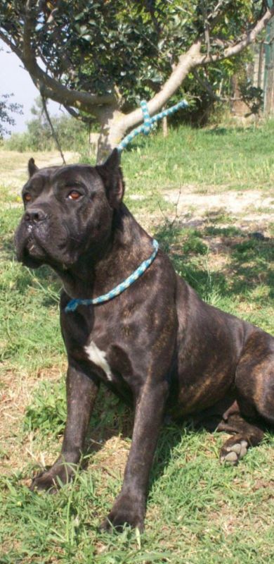 Il Corso dell'Olimpo - immagine di cane corso
