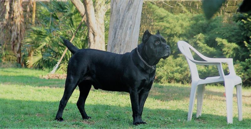 Il Corso dell'Olimpo - immagine di cane corso