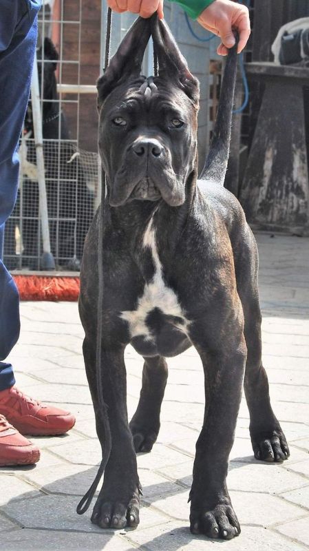 Il Corso dell'Olimpo - immagine di cane corso