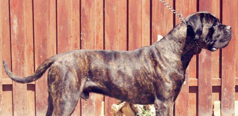 Il Corso dell'Olimpo - immagine di cane corso