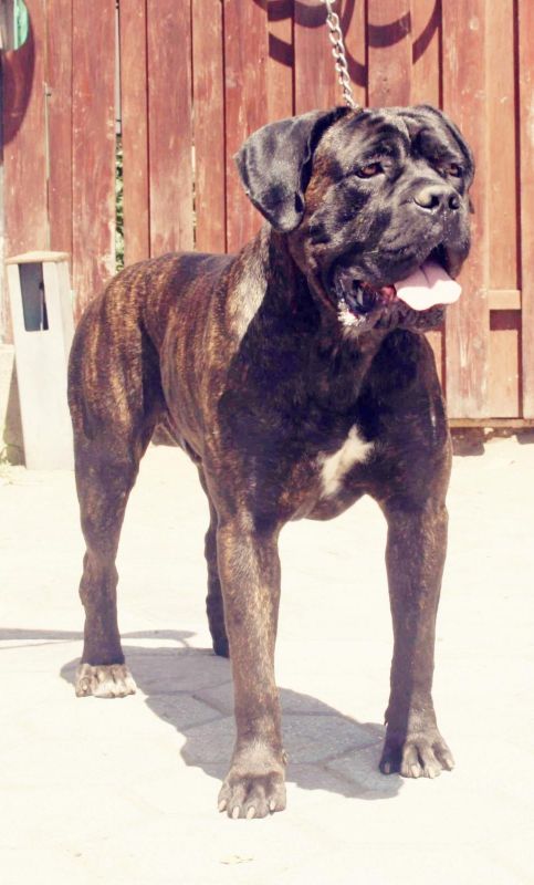 Il Corso dell'Olimpo - immagine di cane corso