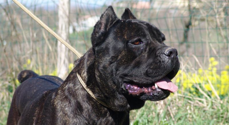 Il Corso dell'Olimpo - immagine di cane corso