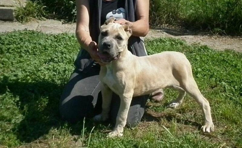 Il Corso dell'Olimpo - immagine di cane corso