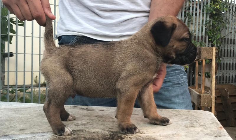Il Corso dell'Olimpo - immagine di cane corso