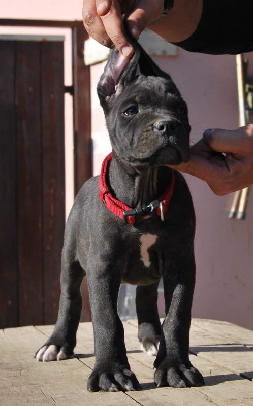 Il Corso dell'Olimpo - immagine di cane corso