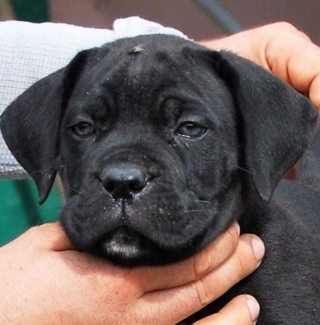 Il Corso dell'Olimpo - immagine di cane corso