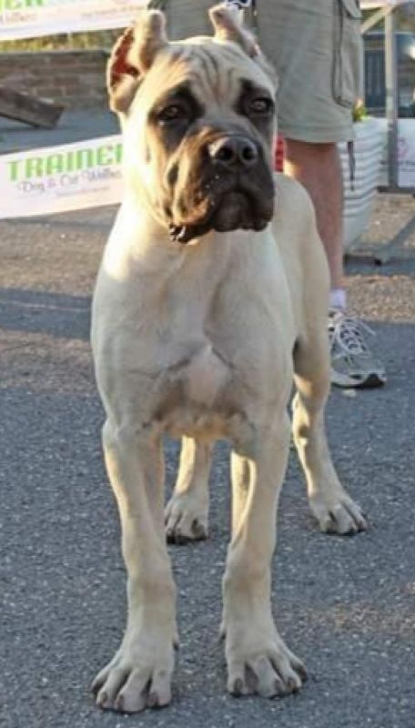Il Corso dell'Olimpo - immagine di cane corso