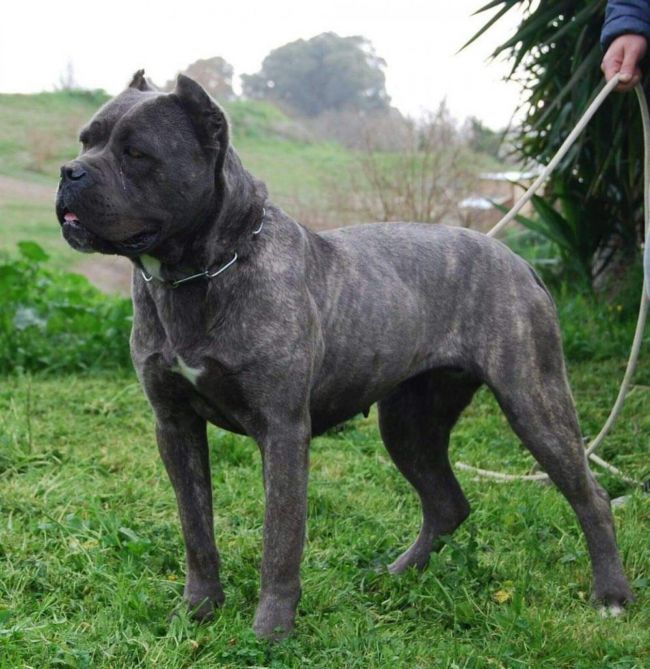 Il Corso dell'Olimpo - immagine di cane corso