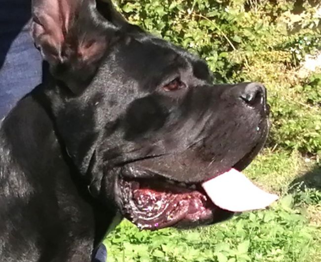 Il Corso dell'Olimpo - immagine di cane corso