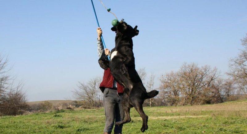 Il Corso dell'Olimpo - immagine di cane corso