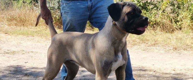Il Corso dell'Olimpo - immagine di cane corso