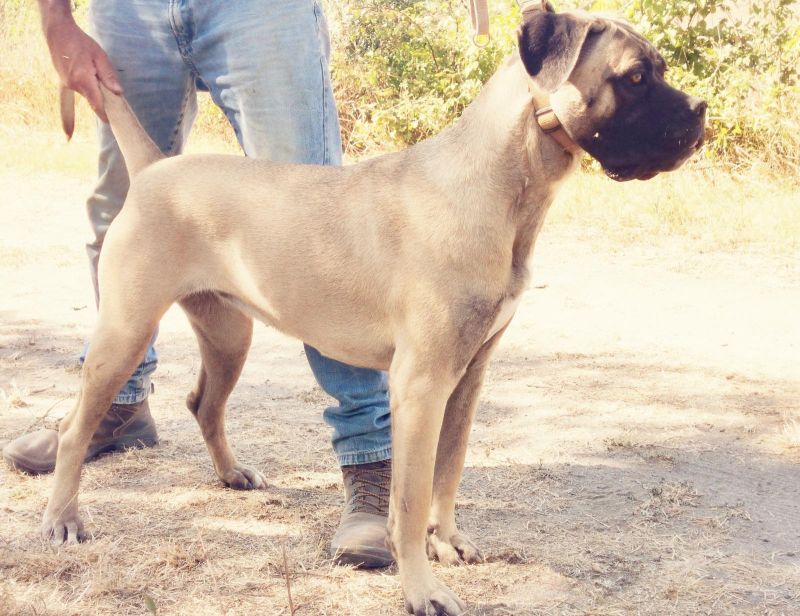 Il Corso dell'Olimpo - immagine di cane corso