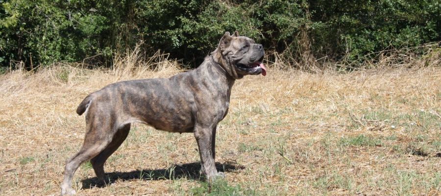 Il Corso dell'Olimpo - immagine di cane corso