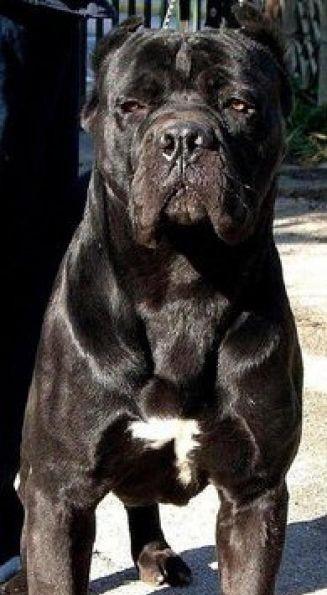 Il Corso dell'Olimpo - immagine di cane corso