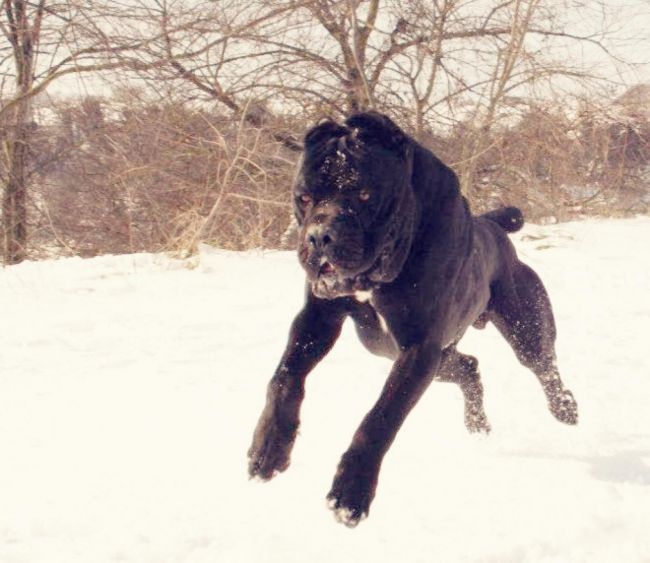 Il Corso dell'Olimpo - immagine di cane corso