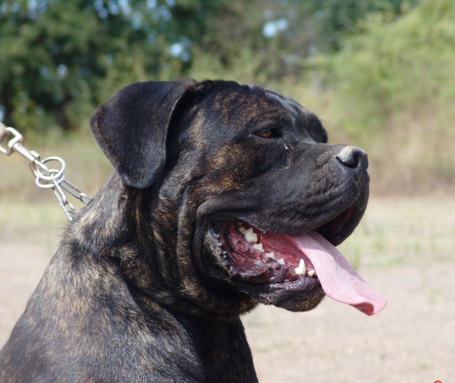 Il Corso dell'Olimpo - immagine di cane corso