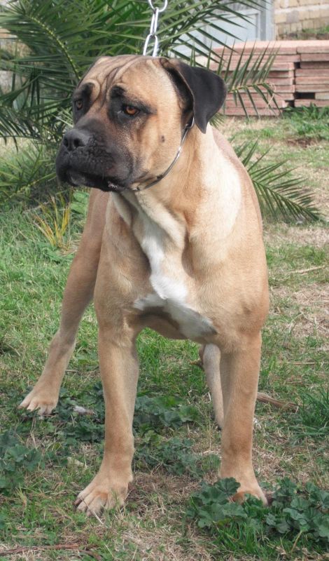 Il Corso dell'Olimpo - immagine di cane corso