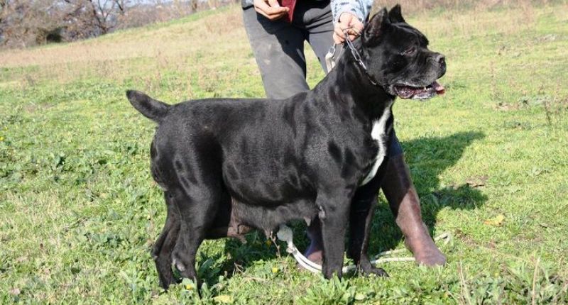 Il Corso dell'Olimpo - immagine di cane corso