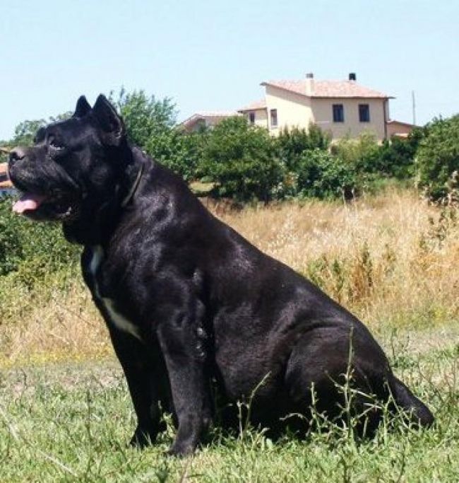 Il Corso dell'Olimpo - immagine di cane corso