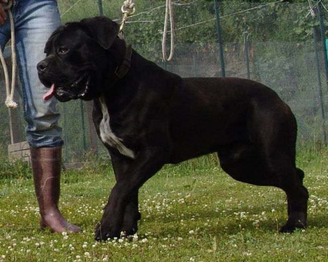 Il Corso dell'Olimpo - immagine di cane corso