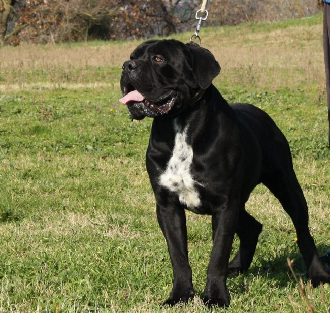 Il Corso dell'Olimpo - immagine di cane corso