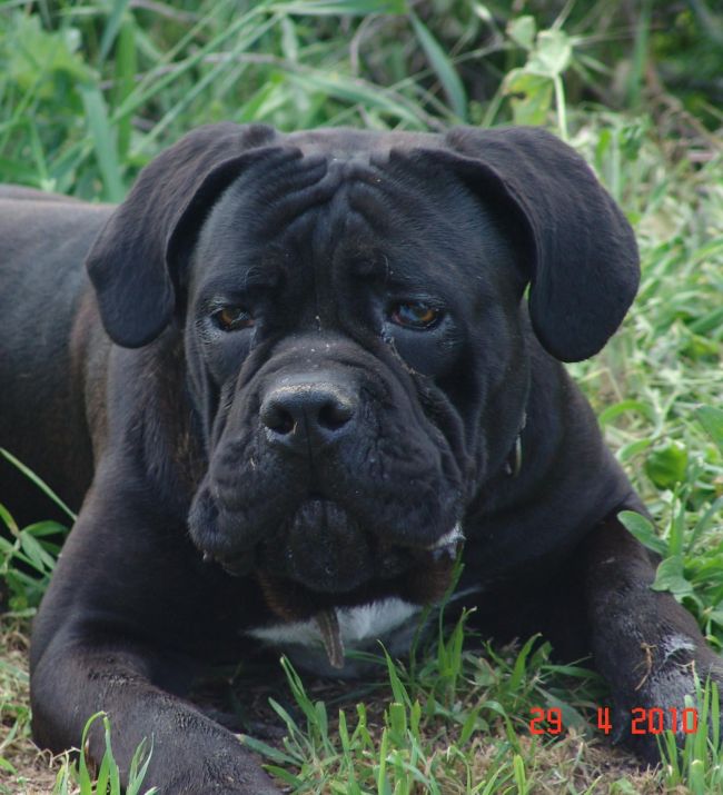 Il Corso dell'Olimpo - immagine di cane corso