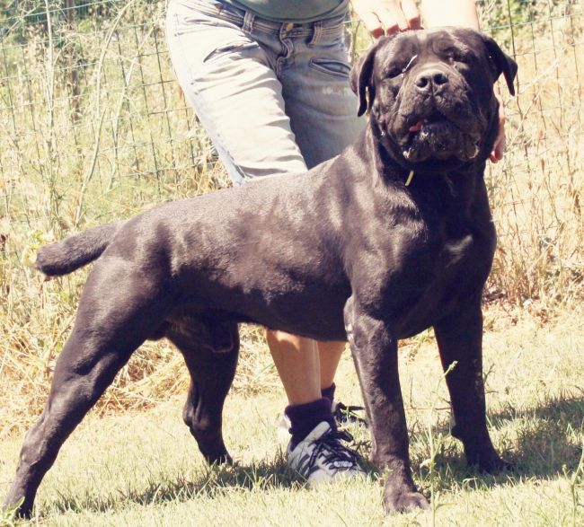 Il Corso dell'Olimpo - immagine di cane corso