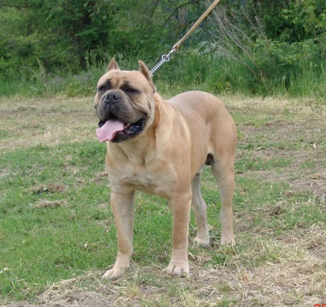 Il Corso dell'Olimpo - immagine di cane corso