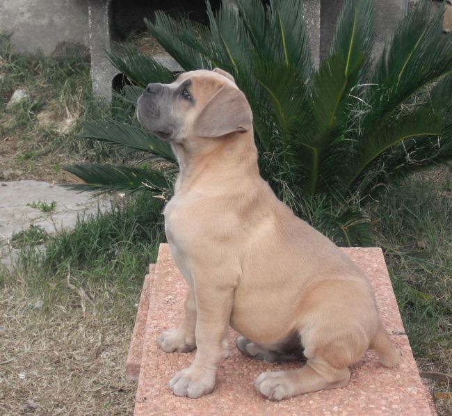 Il Corso dell'Olimpo - immagine di cane corso