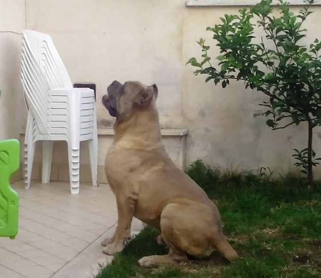 Il Corso dell'Olimpo - immagine di cane corso