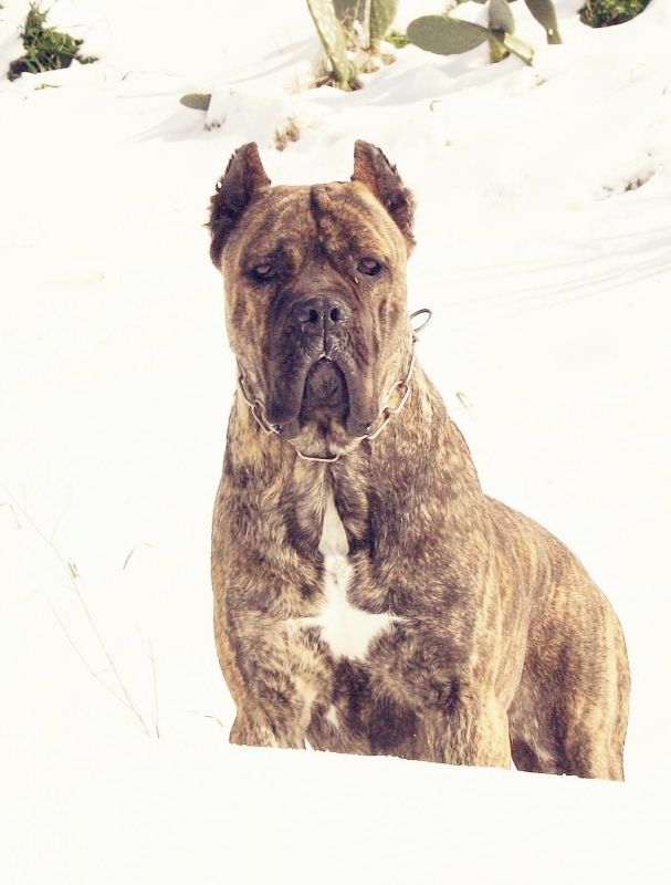 Il Corso dell'Olimpo - immagine di cane corso