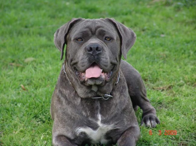 Il Corso dell'Olimpo - immagine di cane corso