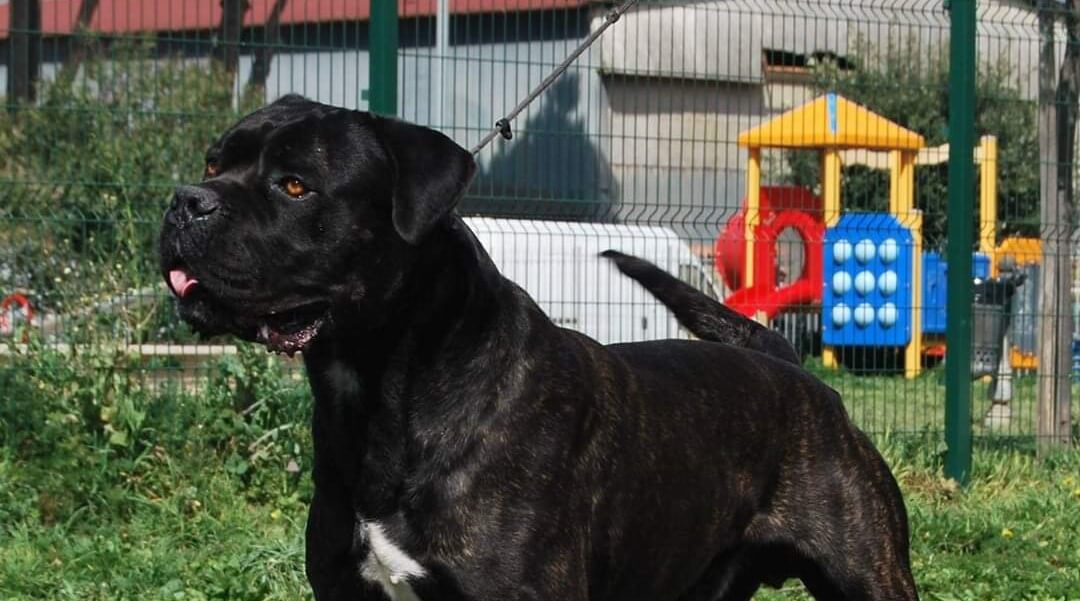Il Corso dell'Olimpo - image of Lino dog