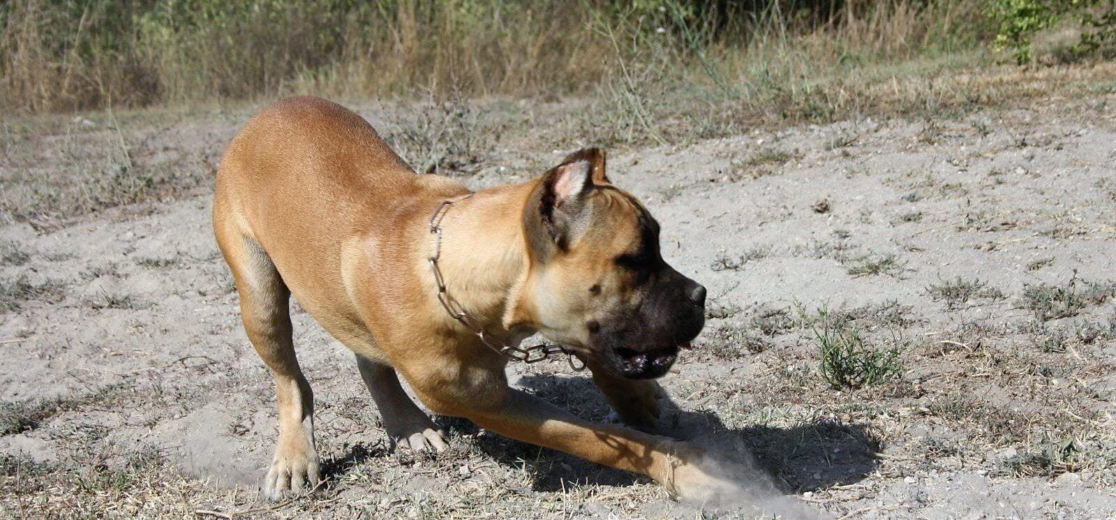 Il Corso dell'Olimpo - image of Tersicore, female cane corso dog